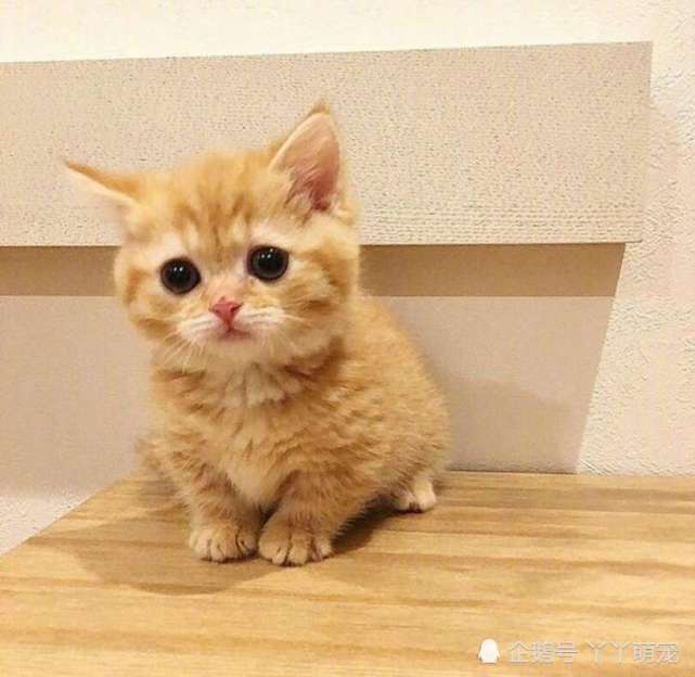 黑猫仗着自己厉害 天天欺负小橘猫 3个月后黑猫肠子都悔青了 橘猫 猫粮 肥猫