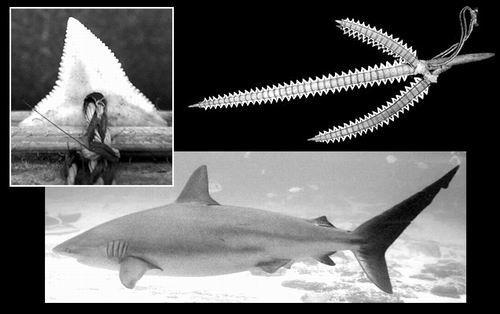 鲨鱼的祖先是谁?图片