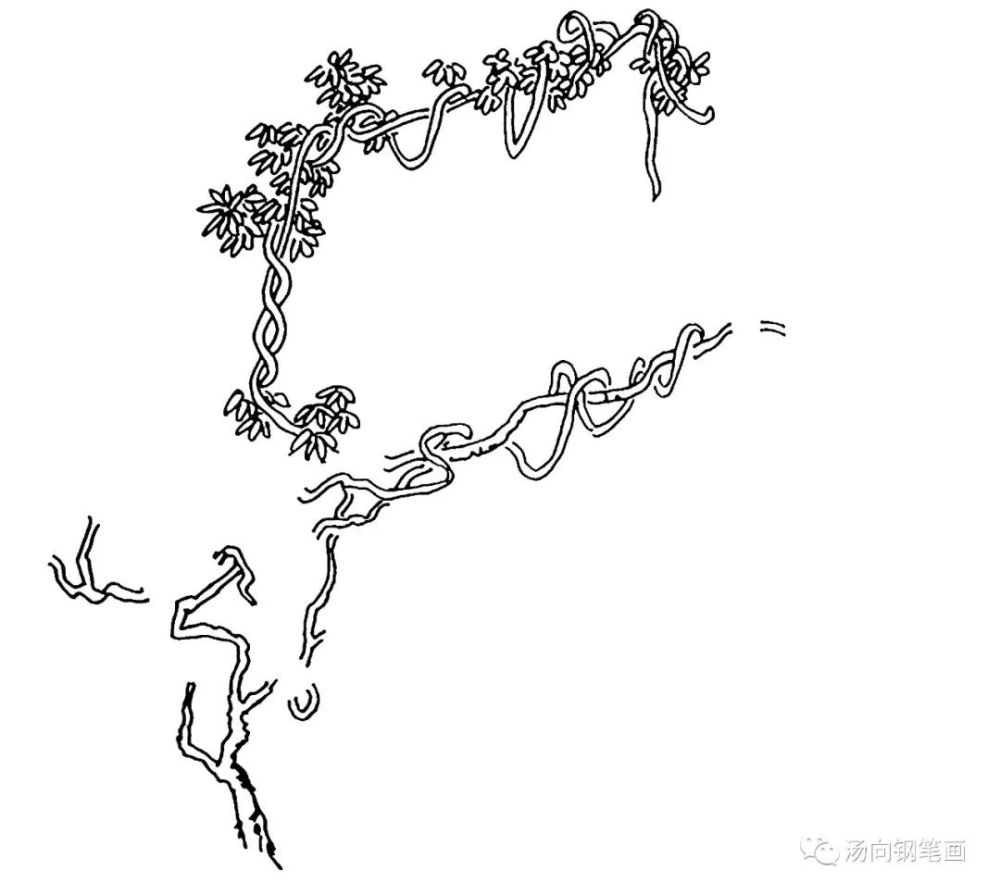 学钢笔画275葫芦藤…藤本植物的画法