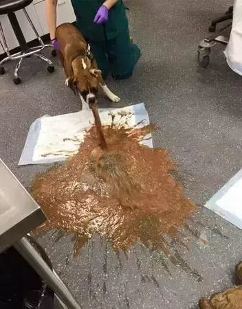 心大的铲屎官们请注意:你的这些养宠陋习正在慢慢害死宠物