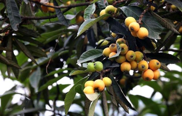 腾讯内容开放平台