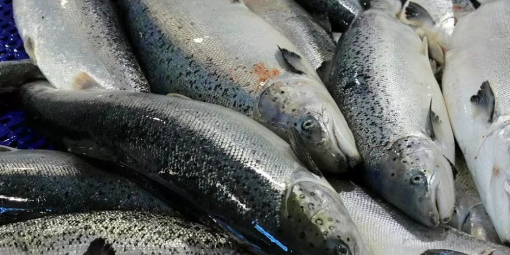 2018中国三文鱼市场,正在发生的这些可喜变化