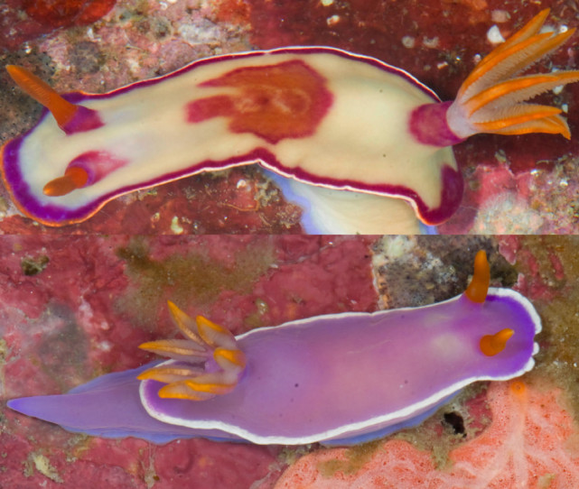 10月29日恰逢国际海蛞蝓日(national sea slug day)