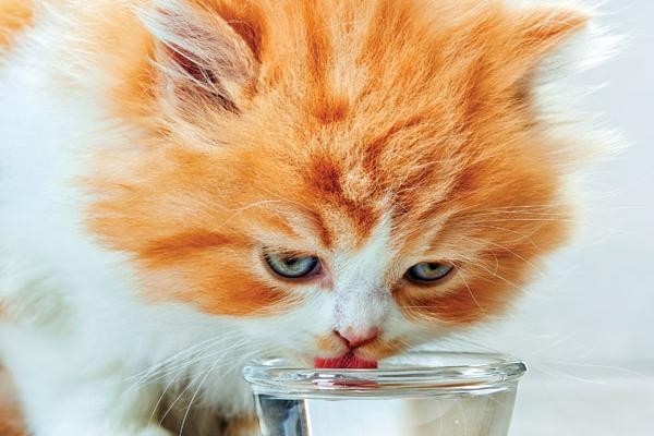 猫咪不爱喝碟子里的水竟是这5个原因 是铲屎官准备不周吗