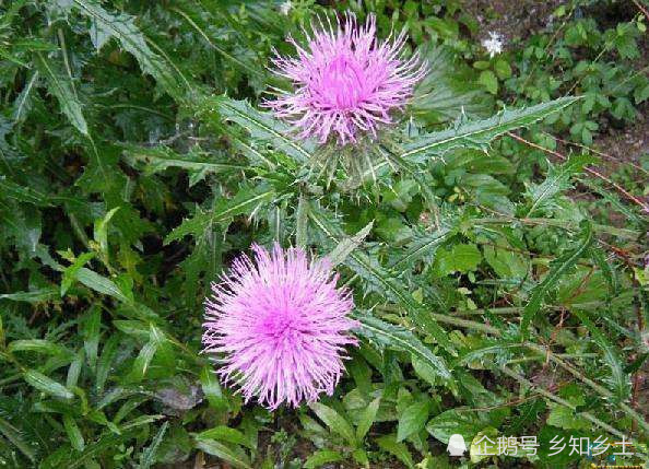 全身是刺,蛇见了就跑,但叶子和根都是价值连城的草药