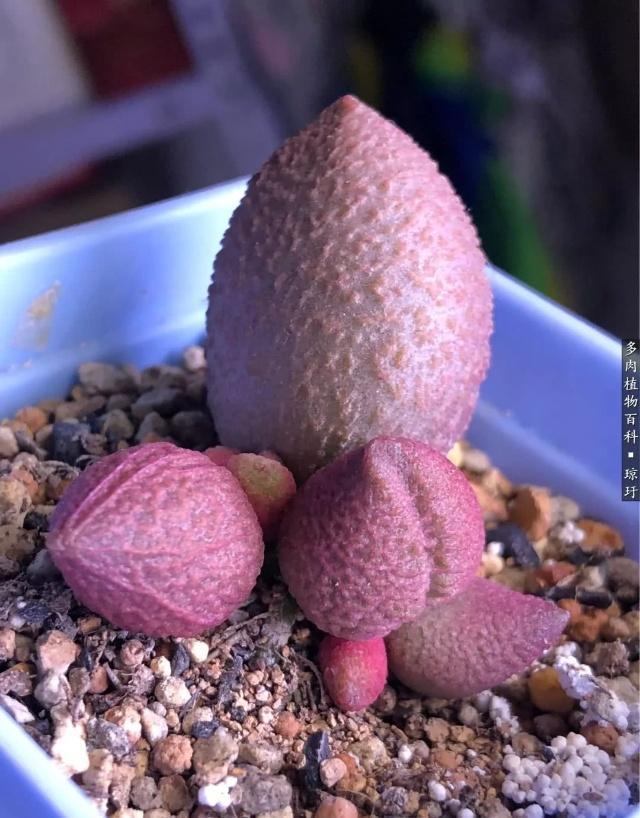 把水泡类多肉植物养的又胖又干净的秘诀