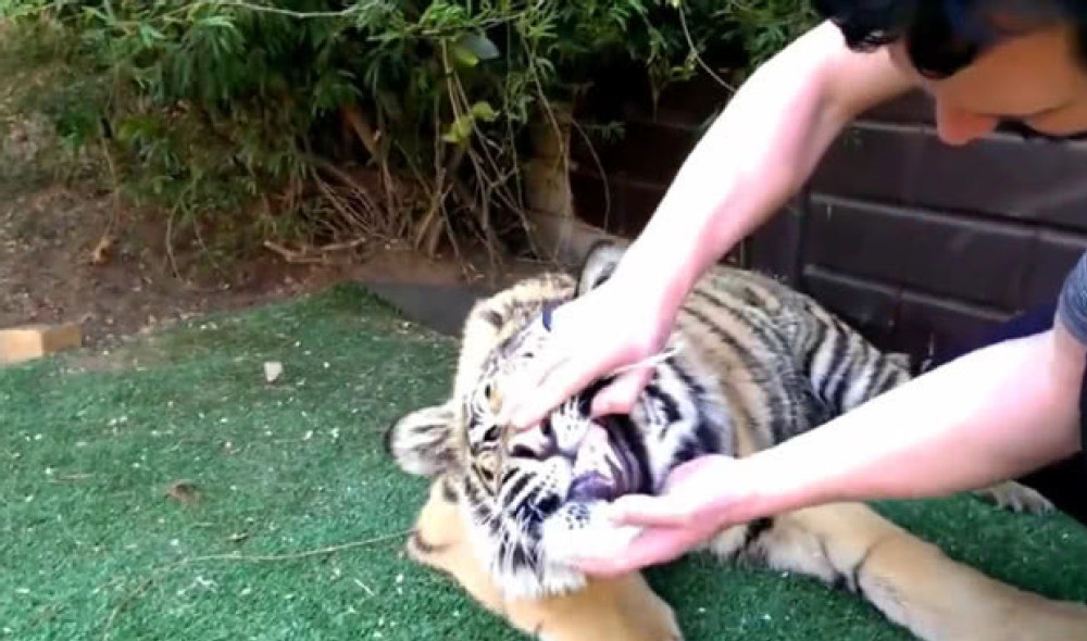 老虎牙疼食欲不振,男子拿来拔牙工具,画面让人捏了把冷汗