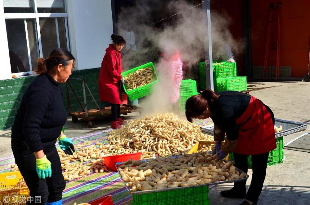 近年来，该县利用优越的地理位置和有利的气候条件，采取“公司+基地+专业合作社+农户（贫困户）”的模式，不断加大培训力度，无偿为9000多贫困户提供菌种、种麻等，统一技术管理、回收产品、加工销售，大力引导农户种植天麻脱贫致富。目前，天麻产业已成为该县农户脱贫致富的“金钥匙”。 (来自:视觉中国)