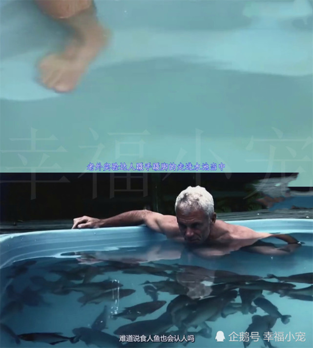 男子故意数天没给食人鱼喂食 当他进入池中后 发生了奇怪的事 食人鱼