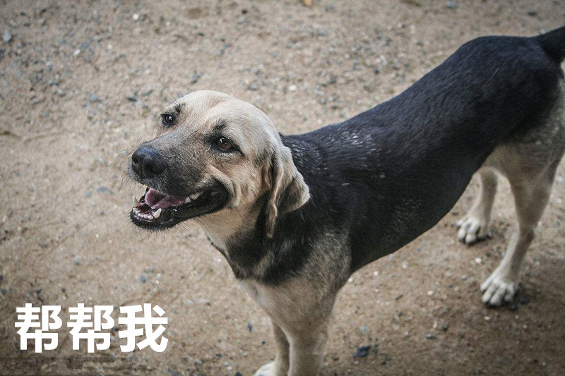 流浪狗狗第一次吃狗粮,吃了一小口,狗狗就流出