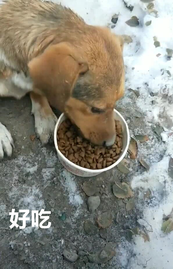 流浪狗狗第一次吃狗粮,吃了一小口,狗狗就流出