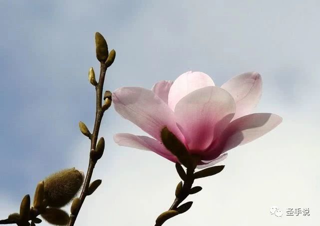 腾讯内容开放平台