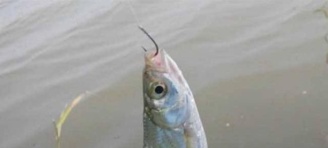 钓白条也有很多诀窍,钓法如果用对了,一