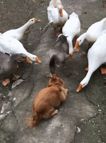 土狗作死挑衅大白鹅,惨遭对方围攻,生无可恋:各位大哥我错了