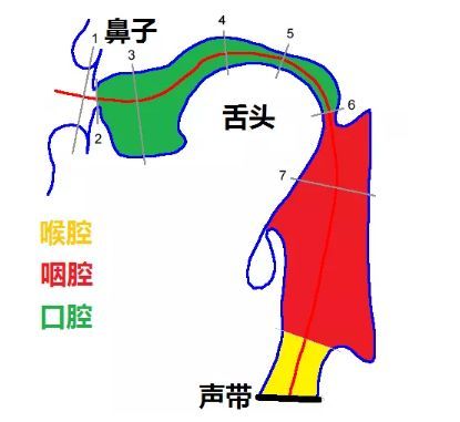 歌唱的共鳴器官有胸腔,喉腔,咽腔,口腔,鼻腔等,而根據聲音特色和聲區