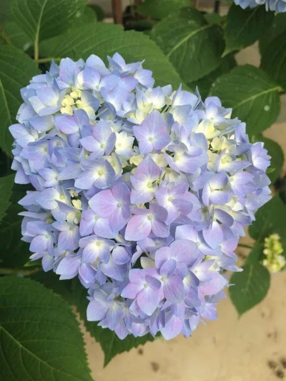 绝美 这花超耐阴 开花堪比脸盆大 养花人手一棵
