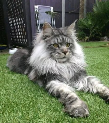 男子养的狮子猫,越长越奇怪长得真像狮子:第一