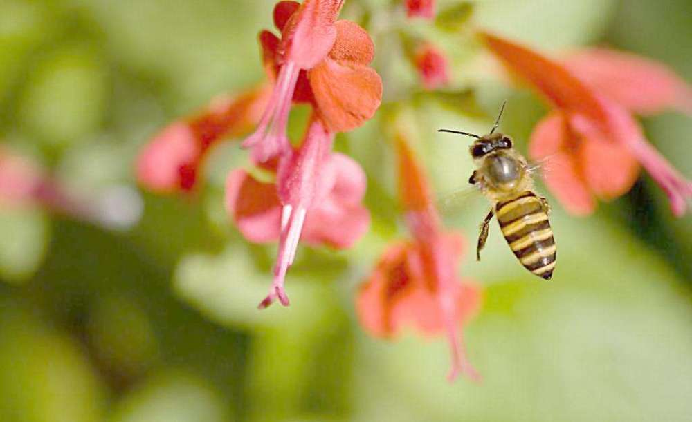 比狗更厉害还便宜?科学家拟用蜜蜂搜炸弹