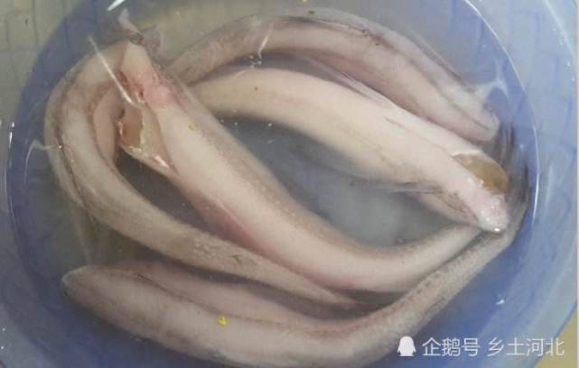 水潺鱼是闽南一带对这种鱼的俗称,因为这种鱼的身体软得如同潺潺流水