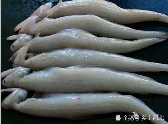 这种鱼被称鼻涕鱼身体就像流水一样却长了个龙头