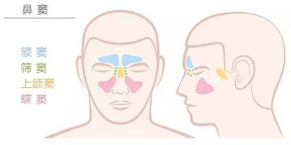 通过看鼻子即可知道隐藏的疾病 五脏六腑尤其注意这个部位