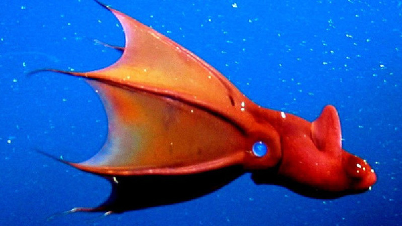 海洋中的活化石“吸血鬼乌贼”，虽然很神秘，却很受科学家喜爱