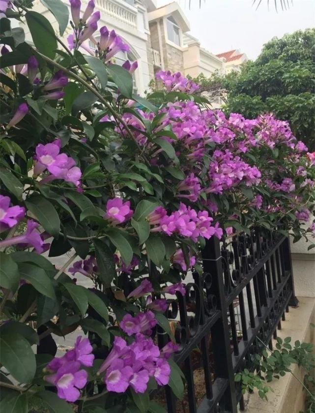这花带有蒜香味,爬的满墙都是,1株开花近千朵|飘香藤|铁线莲|花花|蒜