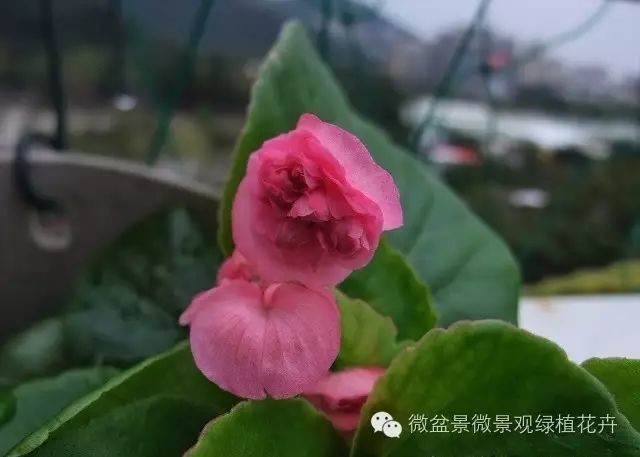 腾讯内容开放平台