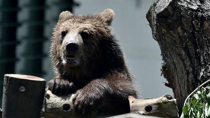 知名分析师:据艾略特波浪理论 美股反弹的可能