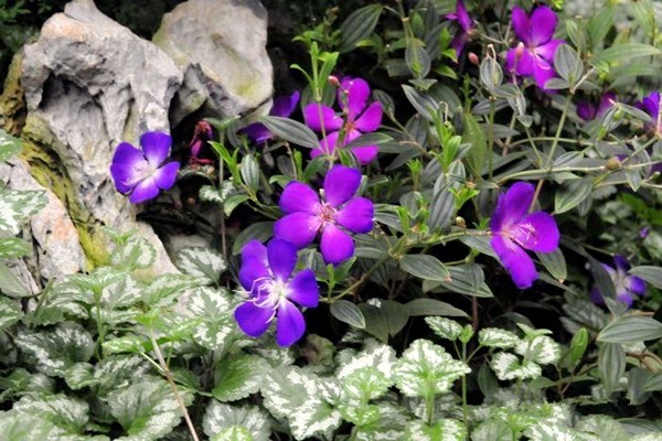 巴西野牡丹為野牡丹科,蒂牡花屬 ,棉毛木屬常綠小灌木,別名:紫花野