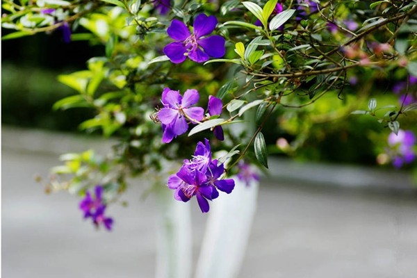 巴西野牡丹為野牡丹科,蒂牡花屬 ,棉毛木屬常綠小灌木,別名:紫花野