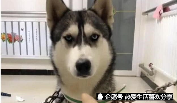 二哈拆家,宠主用"铁链封印术",将二哈封印,二哈,解!