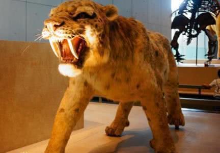 蒙古死亡蠕虫,流传于蒙古戈壁滩一带的巨型蠕