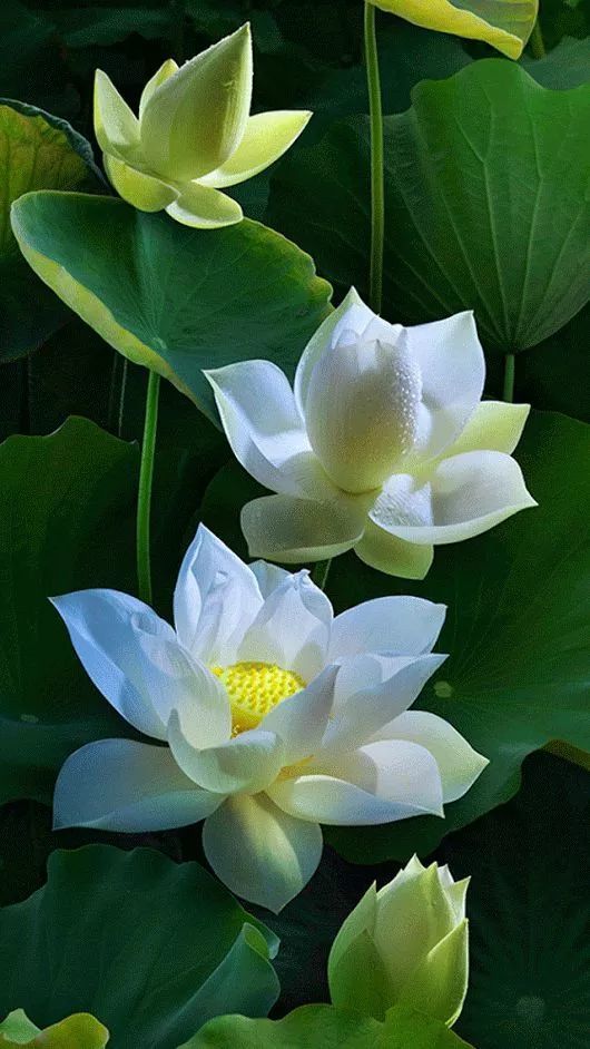 心理小测试:你会养哪种荷花?测婚姻会是你的第二次"重生"吗?