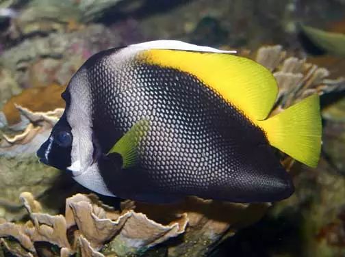 海水小百科——金刀