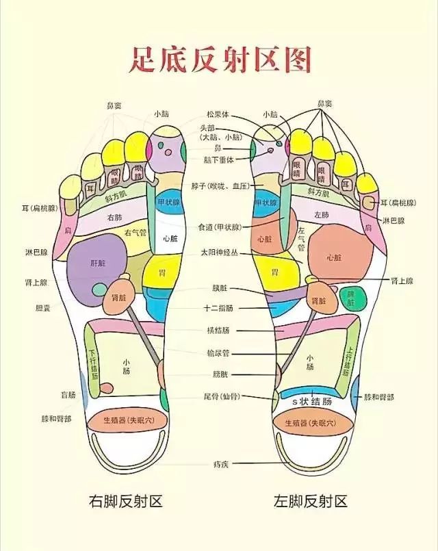 脚底部位图名称图解图片