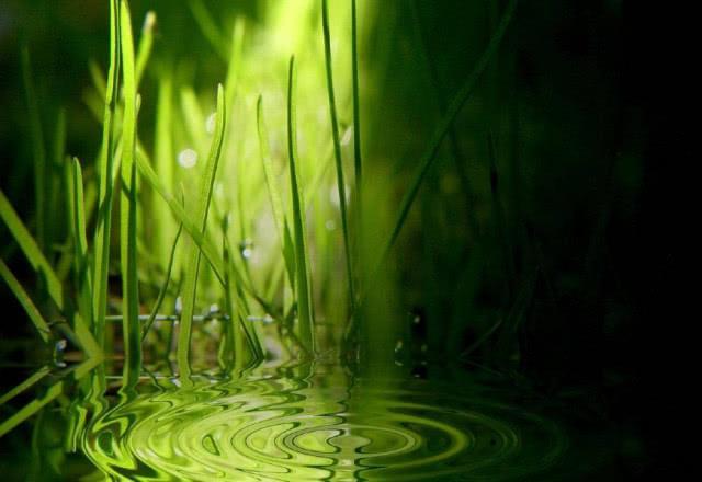 完美世界中最神秘的十凶雷帝,九叶剑草