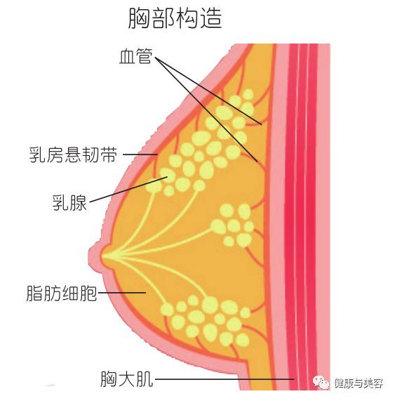 日本乳房体操提胸效果no 1 不下垂不外扩的塑胸法
