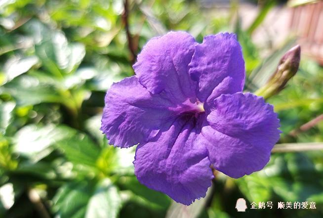 三星Galaxy A9s评测:后置四摄 全能拍摄利器