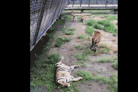 老虎刚把身子摊开晒阳光浴,就迎来一坨黑影,结果不可描述的痛感