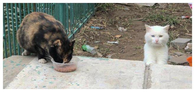 好心人常去公园喂猫 不小心怠慢了一只白猫 猫 无法原谅