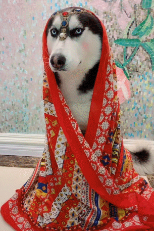 二哈被打扮成外地狗,作品非常满意,一发朋友圈获赞成山|二哈|哈士奇