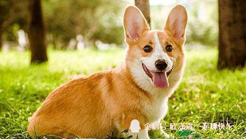 [个人养狗经验分享]柯基双泪痕有问题吗,柯基双眼都有泪痕