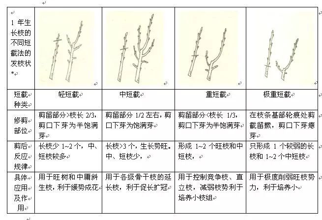 樱桃要想高产一定要重视冬季修剪