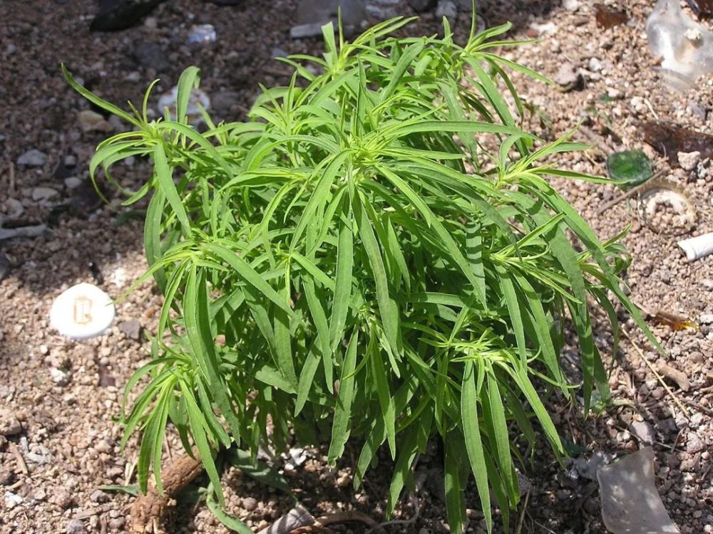 你知道吗扫帚可是从地里长出来的