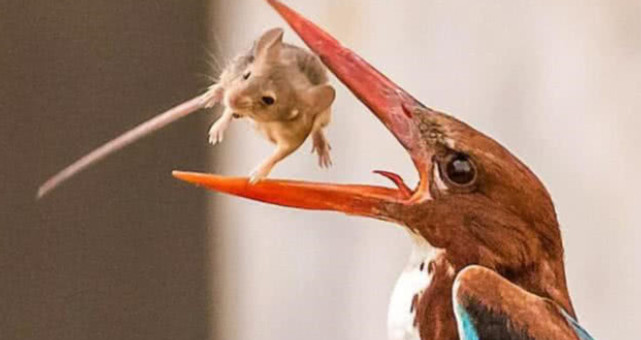 在老鼠还有一丝气息时就要将老鼠吞进肚子里,这家伙竟然要活吞老鼠,这