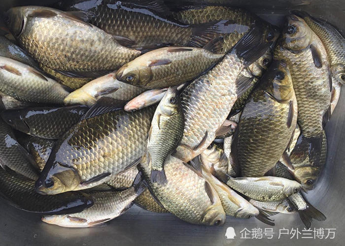 北方钓友看过来,经典野钓鲫鱼饵料配方来了,冬