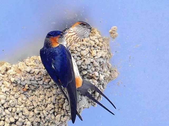 燕子的寿命有多长以至于旧时王谢堂前燕飞入寻常百姓家