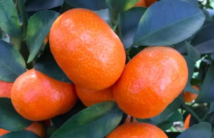 磷酸二氢钾加多效唑在柑橘上怎么用?促花防冻