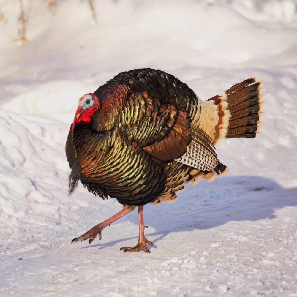 全宇宙最大号的火鸡竟然有30光年!